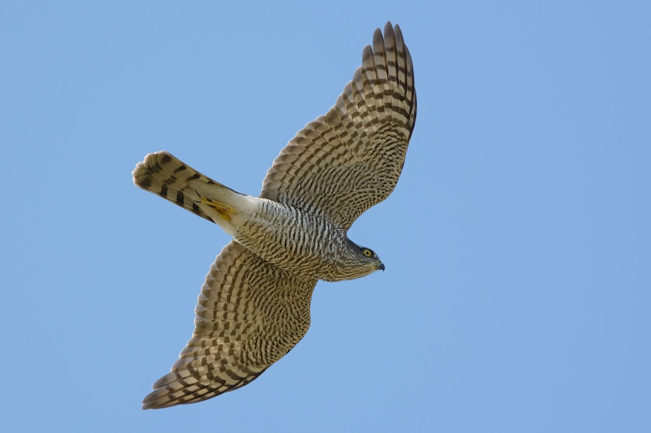 Sparviero (Accipiter nisus)